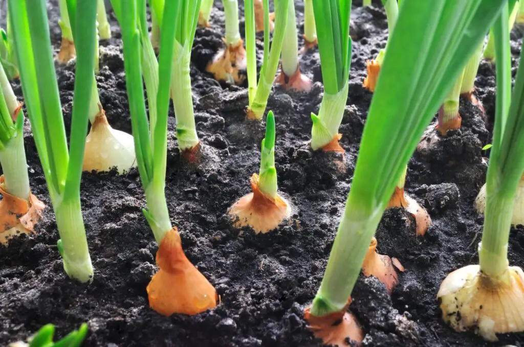 How-To-Grow-Green-Onions-In-The-Winter