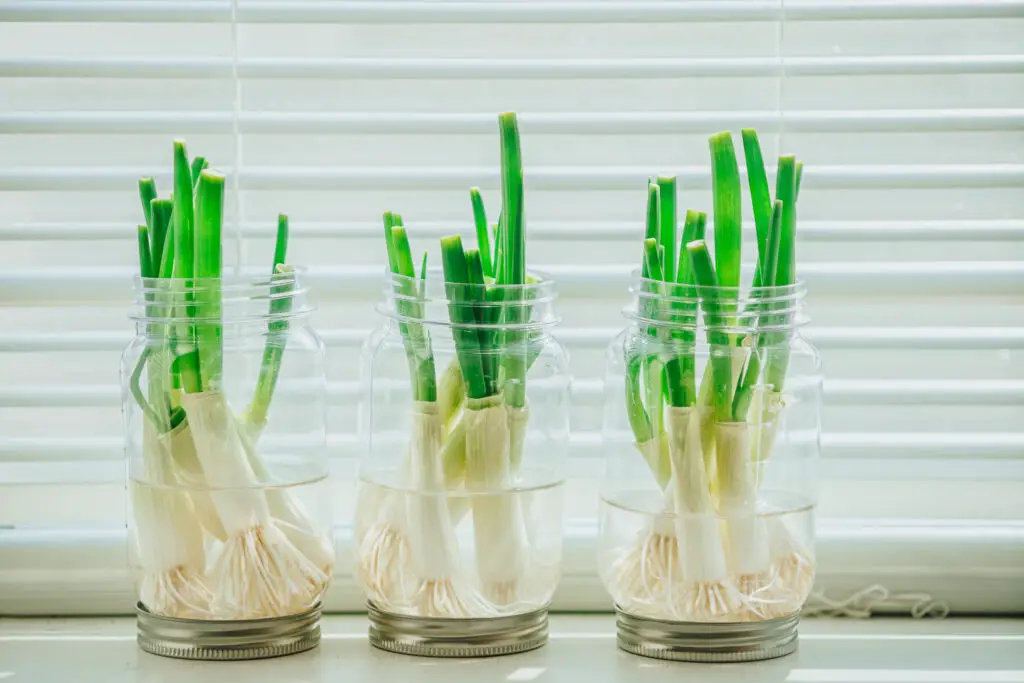 How-To-Grow-Green-Onions-Indoors